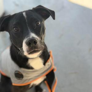 BeBe, Terrier, adult, available for adoption