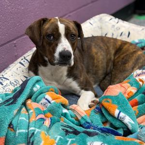 Nola, Hound, adult, available for adoption