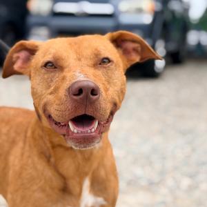 Papaya, Retriever, Labrador, adult, available for adoption