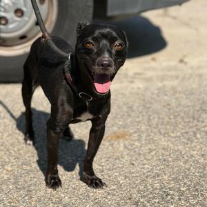 Arden, Feist, adult, available for adoption
