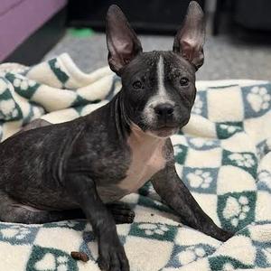 Rambutan, Terrier, American Staffordshire, available for adoption