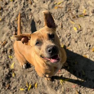 Lazalie, Terrier, adult, available for adoption