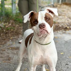 Marcus, Bulldog, American, adult, available for adoption