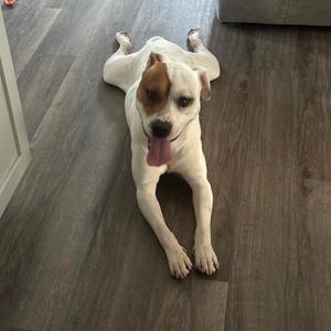 A white dog with brown patches on its face lying flat on a wooden floor with its tongue out.
