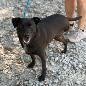 Louisa, Collie, adult, available for adoption