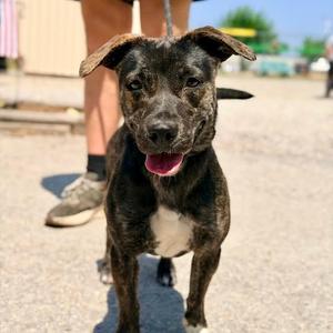 Marie, Terrier, adult, available for adoption