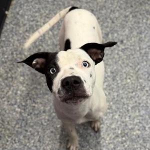 A black and white dog with blue eyes looking up at the camera.