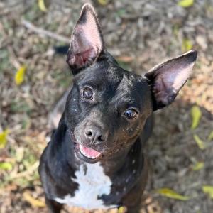 a black and white dog with perked ears looking up