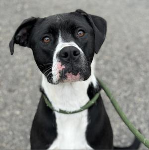 Kiwi, Terrier, Pit Bull, adult, available for adoption