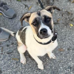 A black and white dog with a brown patch on its head, wearing a black collar, sitting on a paved surface.
