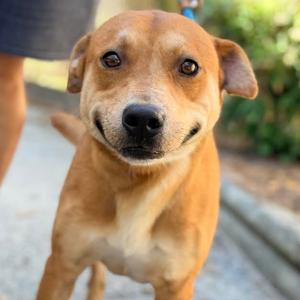 Bigelow, Retriever, Labrador, adult, available for adoption
