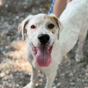 A white dog with brown spots on its face and ears, wearing a blue leash, standing on a gravel surface with its tongue out.