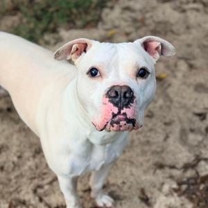 A white dog with pink ears and a pink nose standing on a sandy surface.