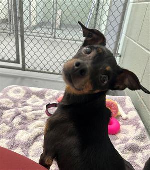LUCILLE, Chihuahua, adult, available for adoption