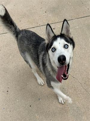 A husky dog with blue eyes and a black and white coat, standing on a concrete surface with its tongue out.