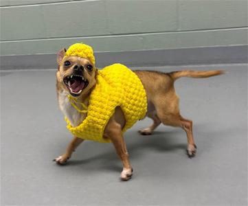 LOGAN, Chihuahua, adult, available for adoption