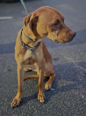 A brown dog sitting on a paved surface, wearing a collar and leash.