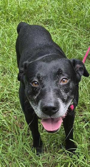 Ic-14 Gary, Labrador Retriever / Pit Bull Terrier, adult, available for adoption