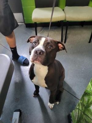 Pen 110 Sparky, Pit Bull Terrier, adult, available for adoption