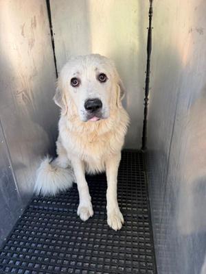 Ic-06 Everest, Great Pyrenees, young, available for adoption