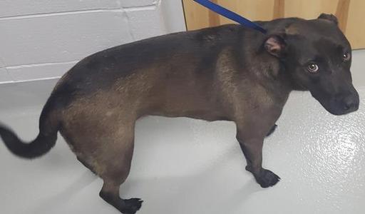 A black dog standing on a white floor, wearing a blue leash.