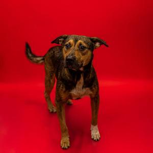 A brown and black dog standing on a red background