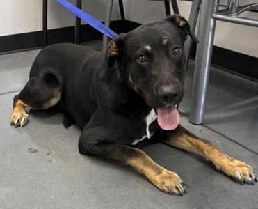 Ic 12c Omer, Labrador Retriever, young, available for adoption