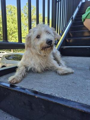 209c, Terrier, young, available for adoption