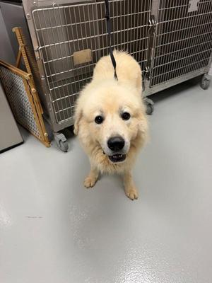 Ic-11c Petal, Great Pyrenees, adult, available for adoption