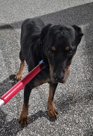 Ic-18c Tassa, Rottweiler, adult, available for adoption
