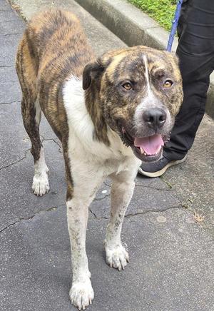 A brindle and white dog with a black nose and floppy ears standing on a paved surface. The dog is looking directly at the camera with its mouth open, showing its teeth and tongue. The dog's fur is short and has a mix of brown and black markings. The dog's legs are white with some brown markings. The dog is wearing a blue leash.