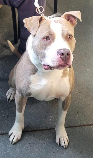 Pen 113 Zues, Pit Bull Terrier, adult, available for adoption