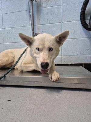 A white dog with blue eyes lying on a metal surface, possibly a scale, with a green leash attached to its collar.