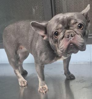 A gray French Bulldog standing on a reflective surface, looking directly at the camera with large, expressive eyes.