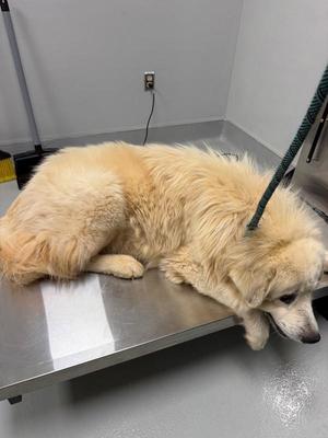 Ic-8c Cloud, Great Pyrenees, adult, available for adoption