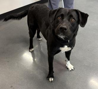 Ic8 Tessa, Labrador Retriever, adult, available for adoption