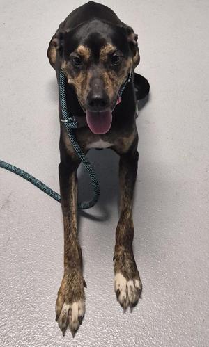 Pen 107 Storm, Labrador Retriever, adult, available for adoption
