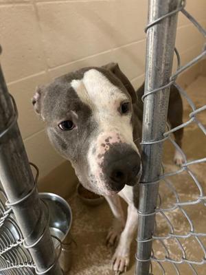 Nd 4, Pit Bull Terrier, adult, available for adoption
