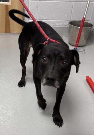 Ic1 Igor Hw +, Pit Bull Terrier, adult, available for adoption
