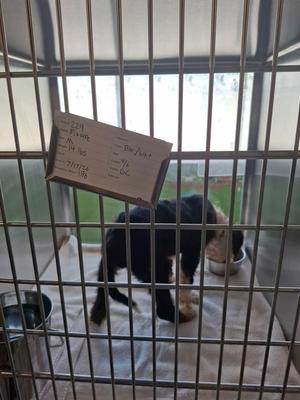 190 Oakley, Pit Bull Terrier, puppy, available for adoption