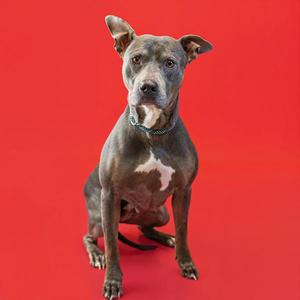 A gray dog with a white patch on its chest sitting on a red background.