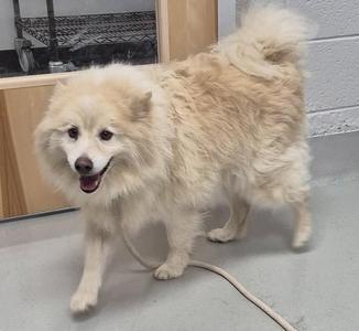A fluffy white dog with a happy expression, standing on a leash in a room with a wooden cabinet and a wire cage in the background.