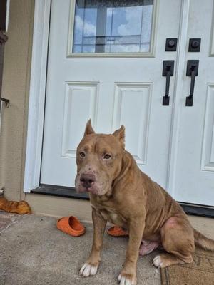 A tan Pit Bull type dog sitting on a porch in front of a white double door.