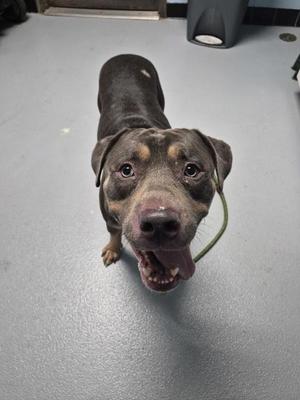 A gray and tan pit bull type dog looking up at the camera with its tongue hanging out.