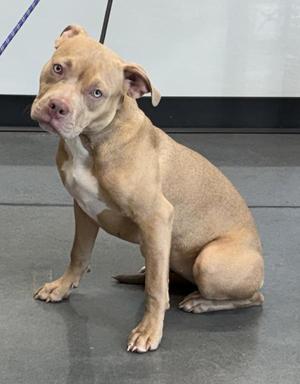 Ic14 Bianca, Pit Bull Terrier, young, available for adoption