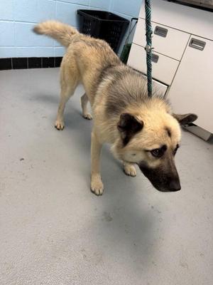 a light-colored dog with a black muzzle and ears standing on a gray floor, attached to a leash