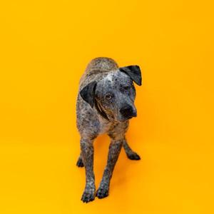 A brindle-colored dog with a black muzzle and ears standing on a bright yellow background.