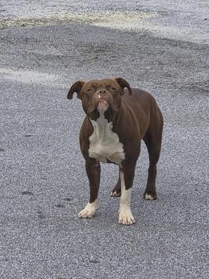 A brown and white dog standing on a paved surface.