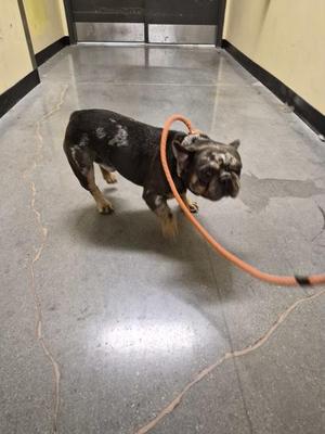 A black and white French bulldog wearing an orange leash, walking on a concrete floor.