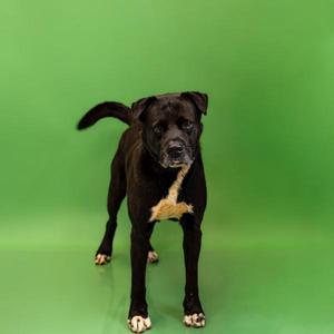 A black dog with white markings on its chest and paws stands against a green background.